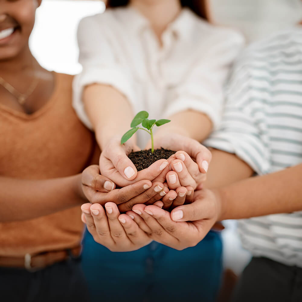 Multiple hands protecting small green plant seedling growing in soil, symbolizing teamwork in environmental conservation and sustainable growth