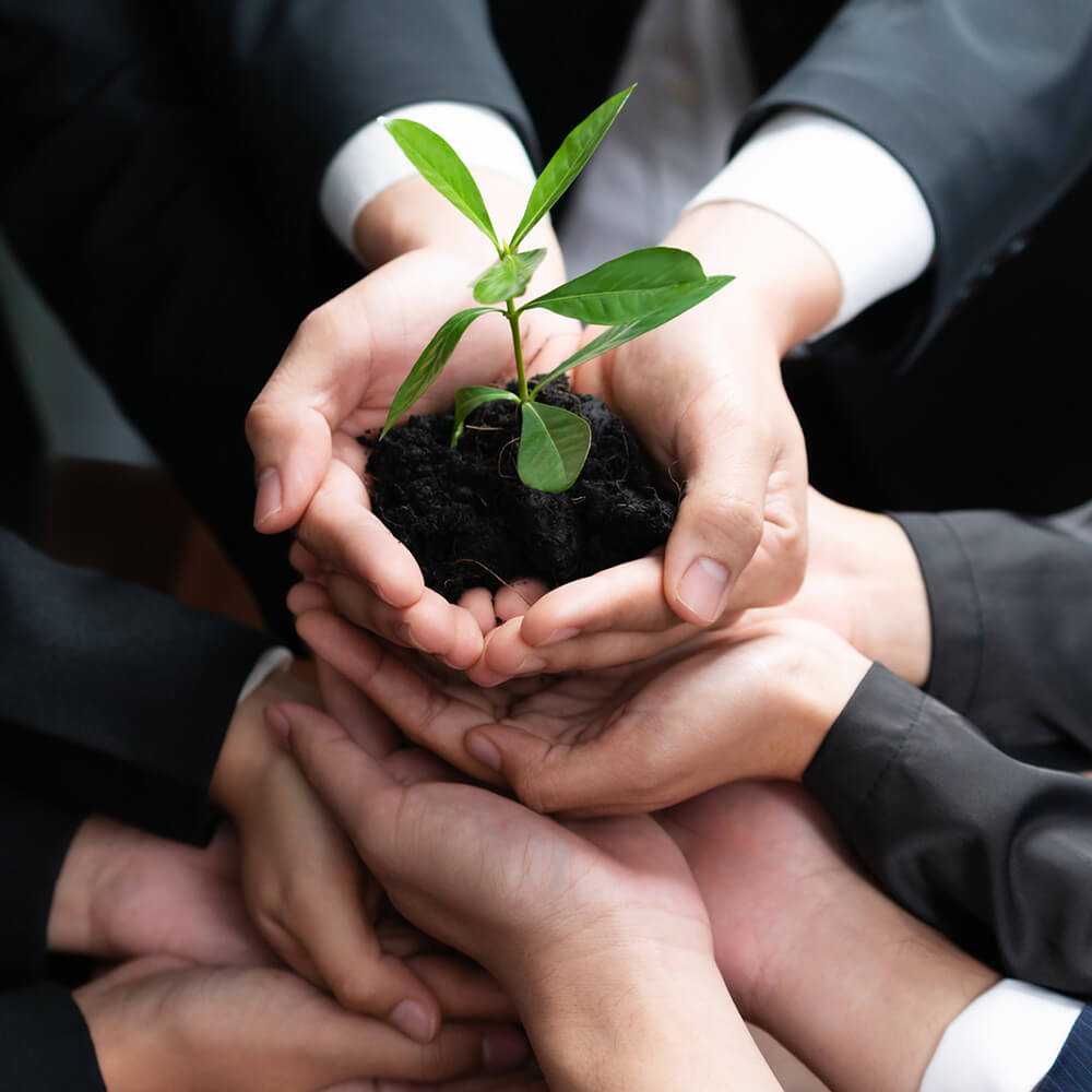 Multiple hands protecting small green plant seedling symbolizing environmental management system and corporate sustainability commitment for business growth