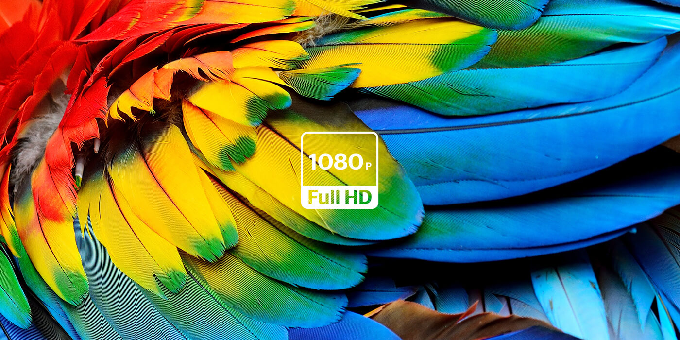 Vibrant parrot feathers demonstrating Full HD 1080p resolution and rich color detail